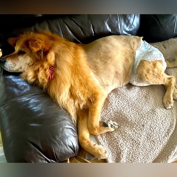 🐶OUT! PET CARE🐶 COMFORT-DRY DISPOSABLE DIAPERS W/ ODOR CONTROL, EDGE GUARD - Picture 8 of 9